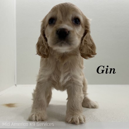 puppy, for, sale, Cocker Spaniel, Joe & Cherri  Overlease, dog, breeder, Miller, MO, dog-breeder, puppy-for-sale, forsale, nearby, find, puppyfind, locator, puppylocator, aca